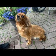 Cavapoo - Both