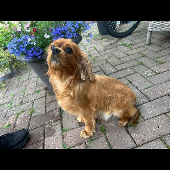 Cavapoo - Both