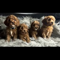 Cavapoo - Both