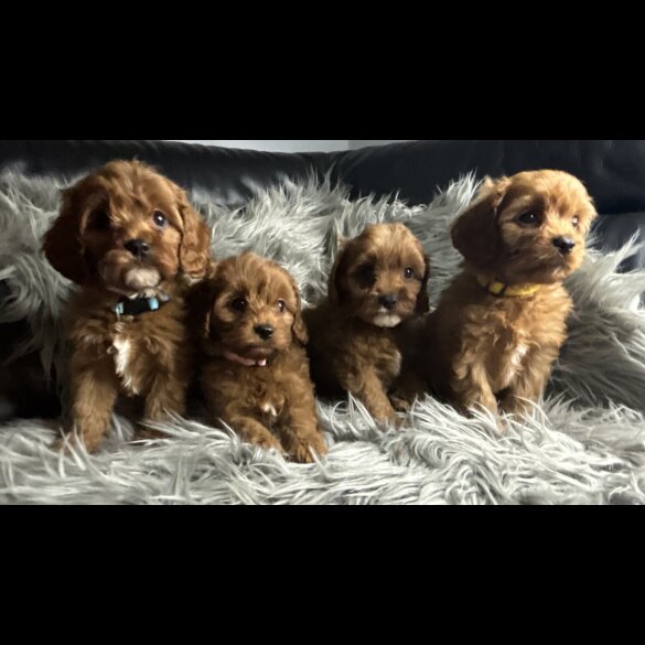 Cavapoo - Both