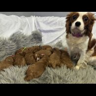 Cavapoo - Both