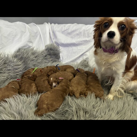 Cavapoo - Both