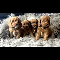 Cavapoo - Both