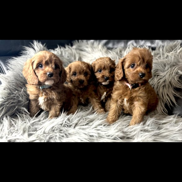 Cavapoo - Both