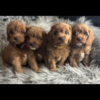 Cavapoo - Both