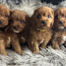 Cavapoo - Both