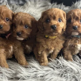 Cavapoo - Both