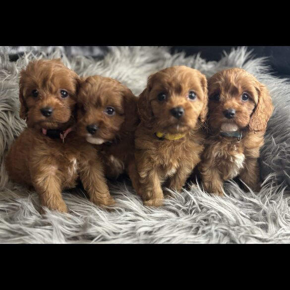 Cavapoo - Both