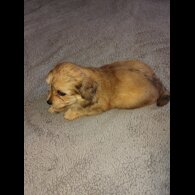 Mixed Breed - Both