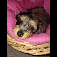 Mixed Breed - Both