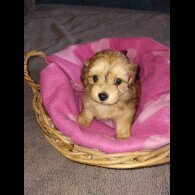 Mixed Breed - Both