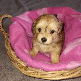 Mixed Breed - Both