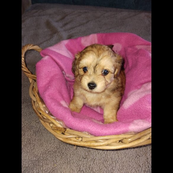 Mixed Breed - Both