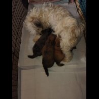 Mixed Breed - Both