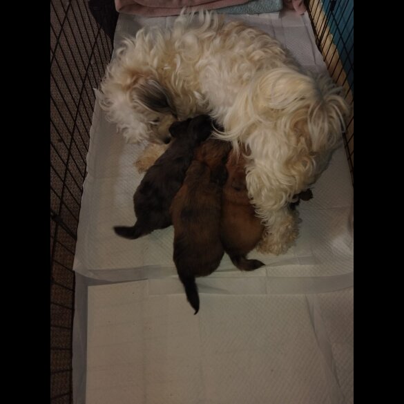 Mixed Breed - Both