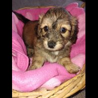 Mixed Breed - Both