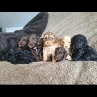 Cockapoo - Both