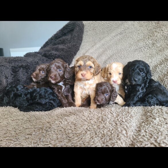 Cockapoo - Both