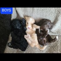 Cockapoo - Both
