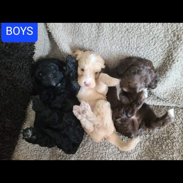 Cockapoo - Both
