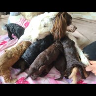 Cockapoo - Both
