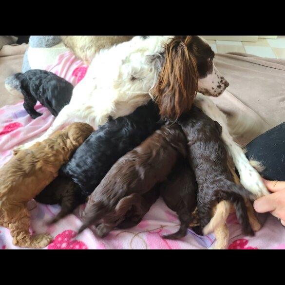 Cockapoo - Both
