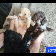 Cockapoo - Both