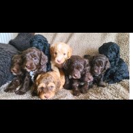 Cockapoo - Both