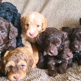 Cockapoo - Both