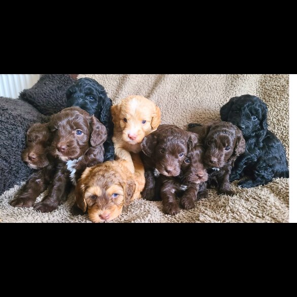 Cockapoo - Both