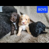 Cockapoo - Both