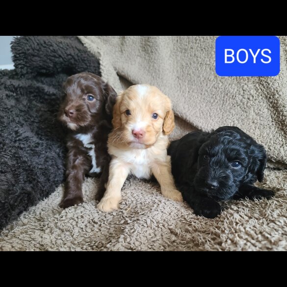 Cockapoo - Both