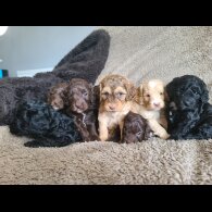 Cockapoo - Both
