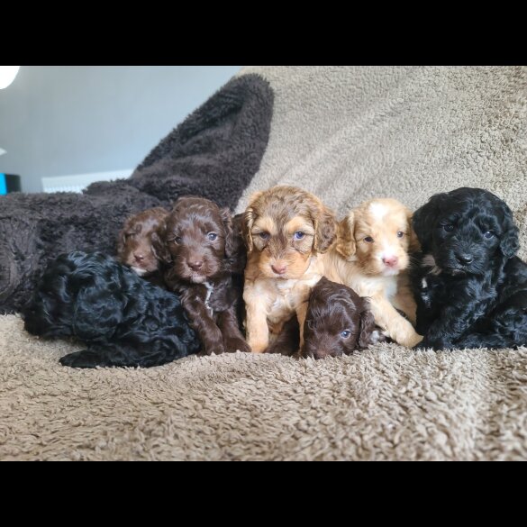 Cockapoo - Both