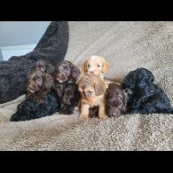 Cockapoo - Both