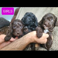 Cockapoo - Both