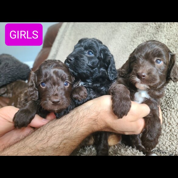 Cockapoo - Both