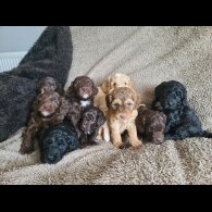 Cockapoo - Both