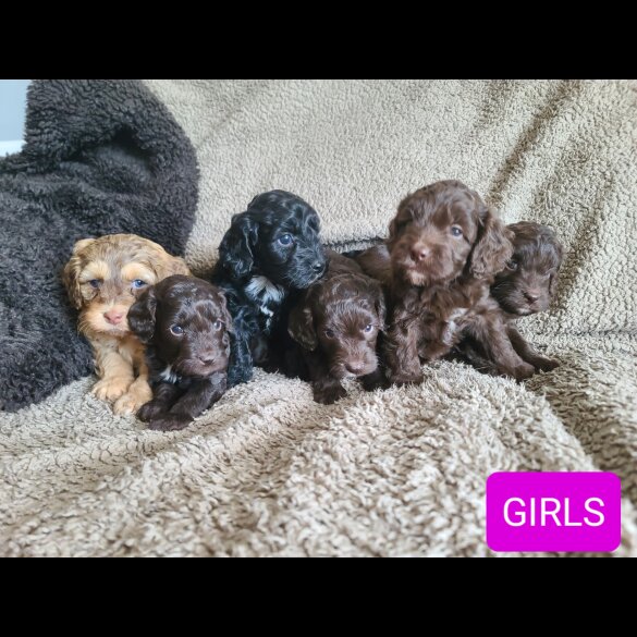 Cockapoo - Both
