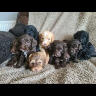 Cockapoo - Both