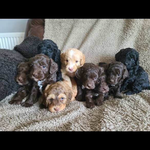 Cockapoo - Both