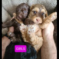 Cockapoo - Both