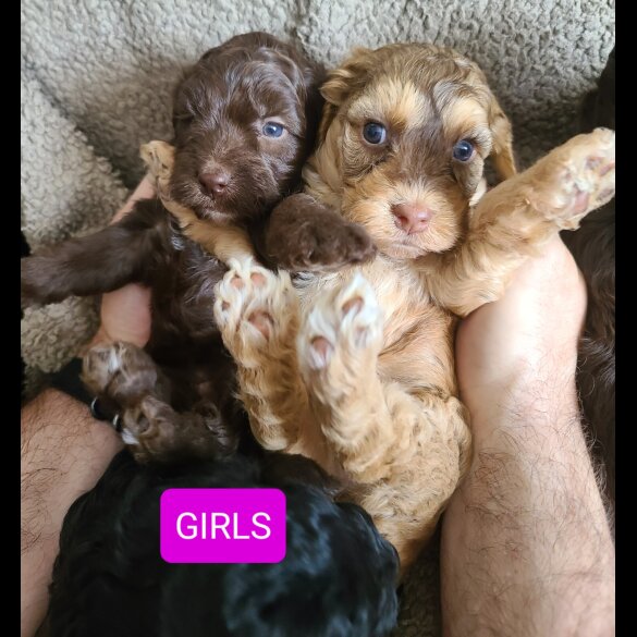 Cockapoo - Both