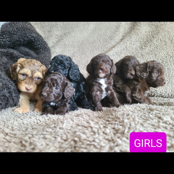 Cockapoo - Both