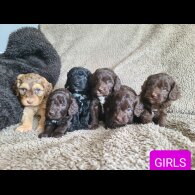Cockapoo - Both