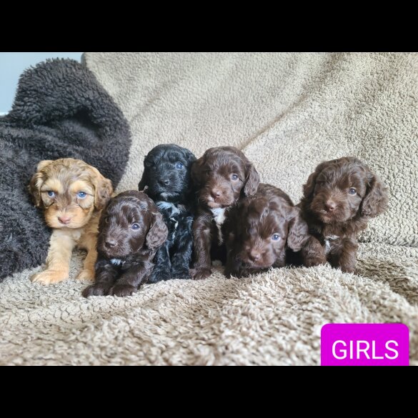 Cockapoo - Both