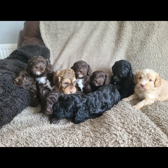 Cockapoo - Both