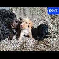 Cockapoo - Both