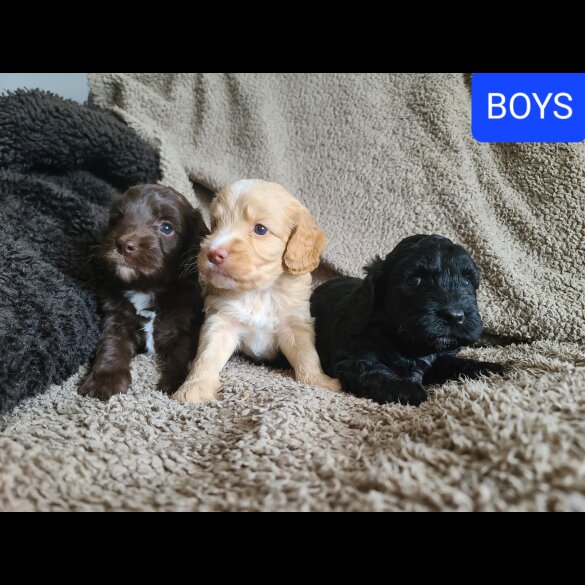 Cockapoo - Both