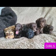 Cockapoo - Both